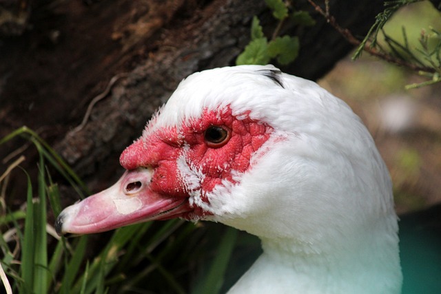 自我风格的 自我风格的