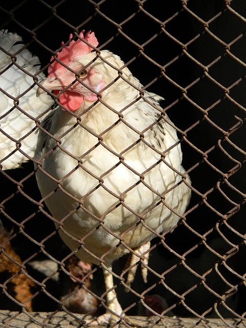 仅仅是对抗 仅仅是对抗