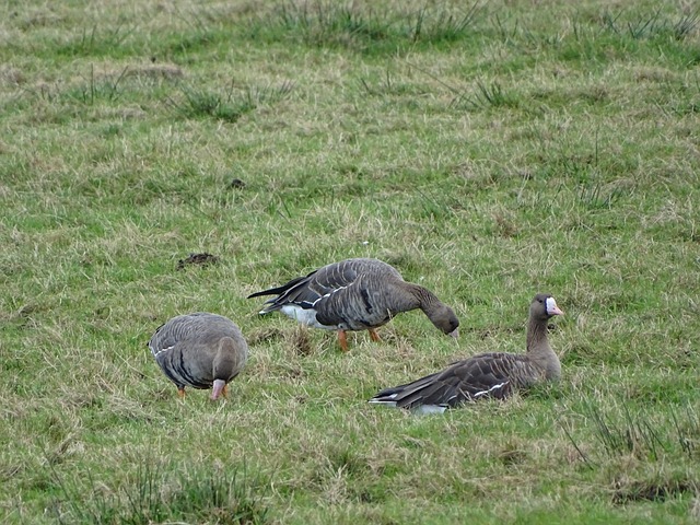 国足球圈为 国足球圈为